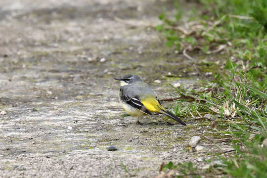 Image of Motacilla cinerea patriciae Vaurie 1957