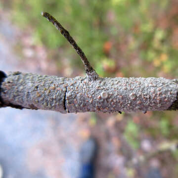 Image of tree crabseye lichen