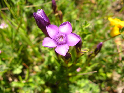 Image de Gentianella caucasea (Loddiges ex Sims) J. Holub