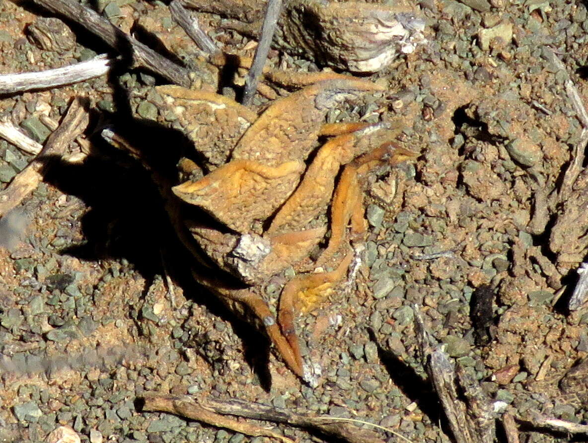 Image of Haworthiopsis nigra var. diversifolia (Poelln.) G. D. Rowley