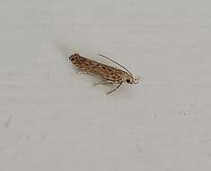 Слика од Phthorimaea