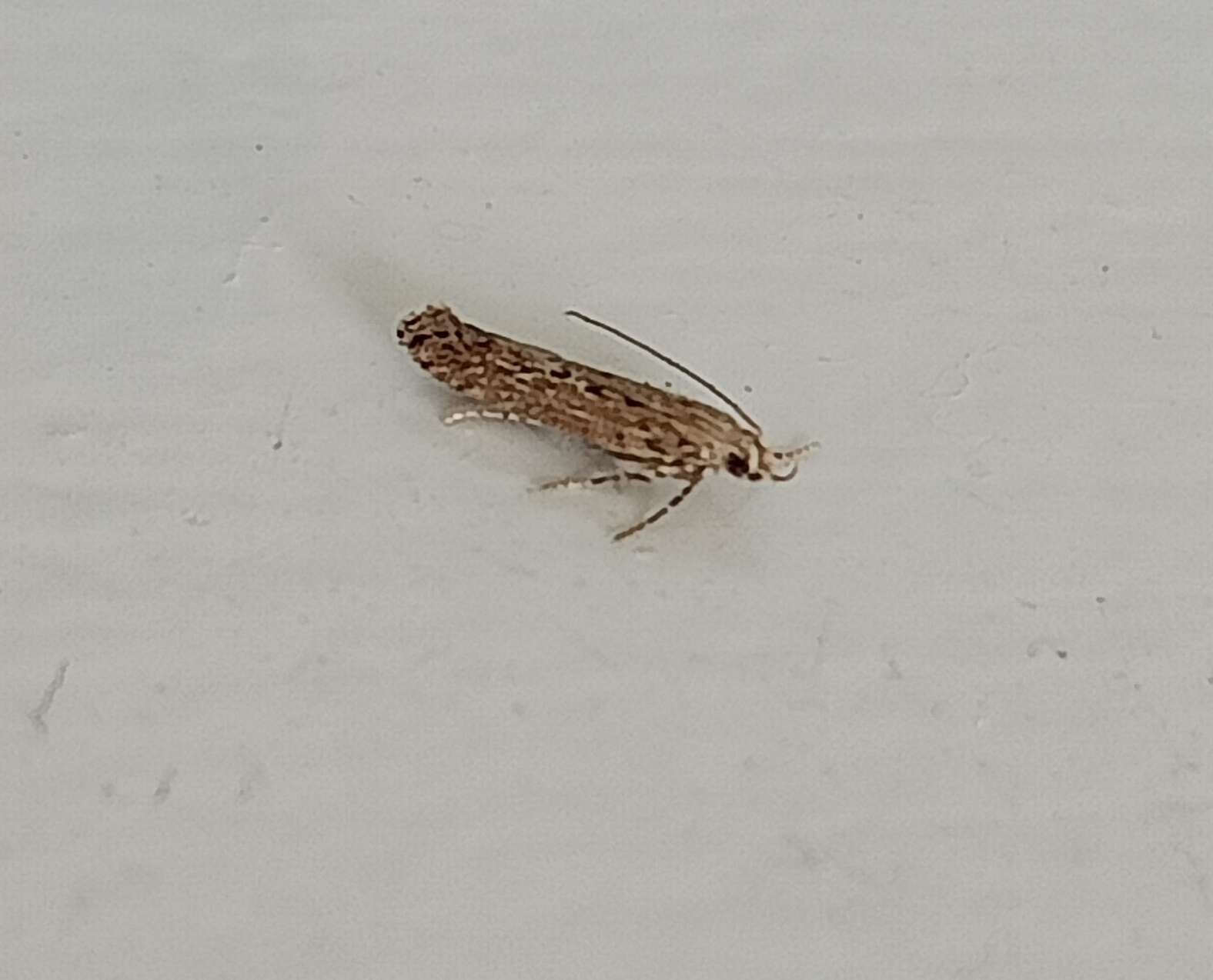 Слика од Phthorimaea