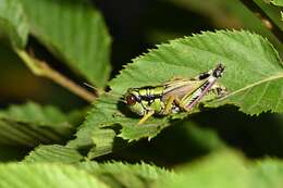 Image of Long-winged Mountain Grasshopper