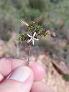 Image of Wahlenbergia rubens (H. Buek) Lammers