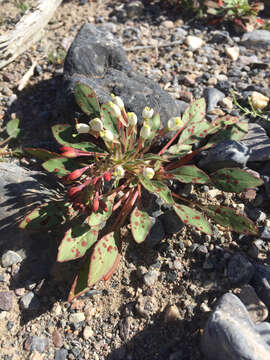 Eremothera boothii (Douglas) W. L. Wagner & Hoch的圖片