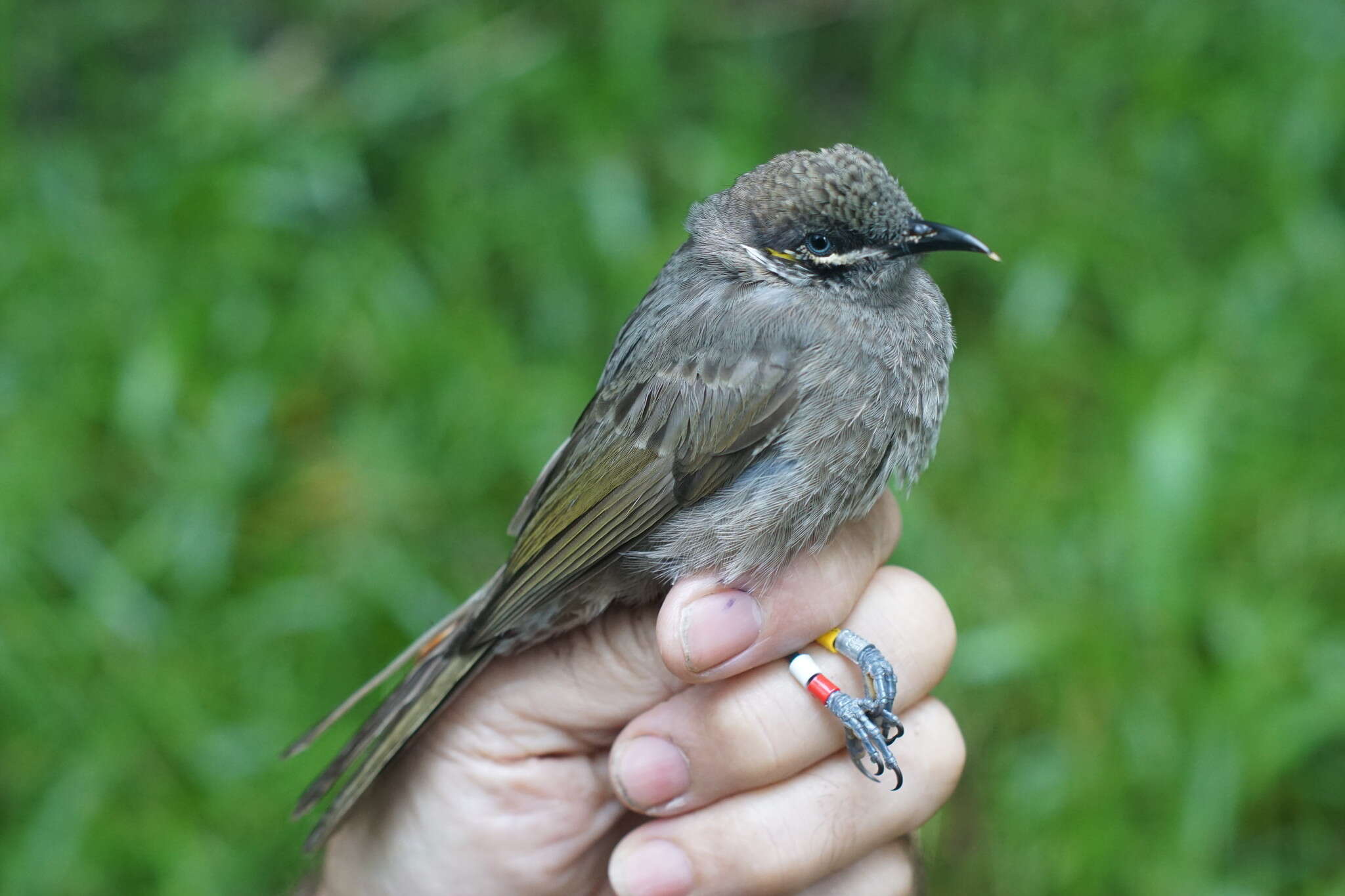 Image of Eungella Honeyeater