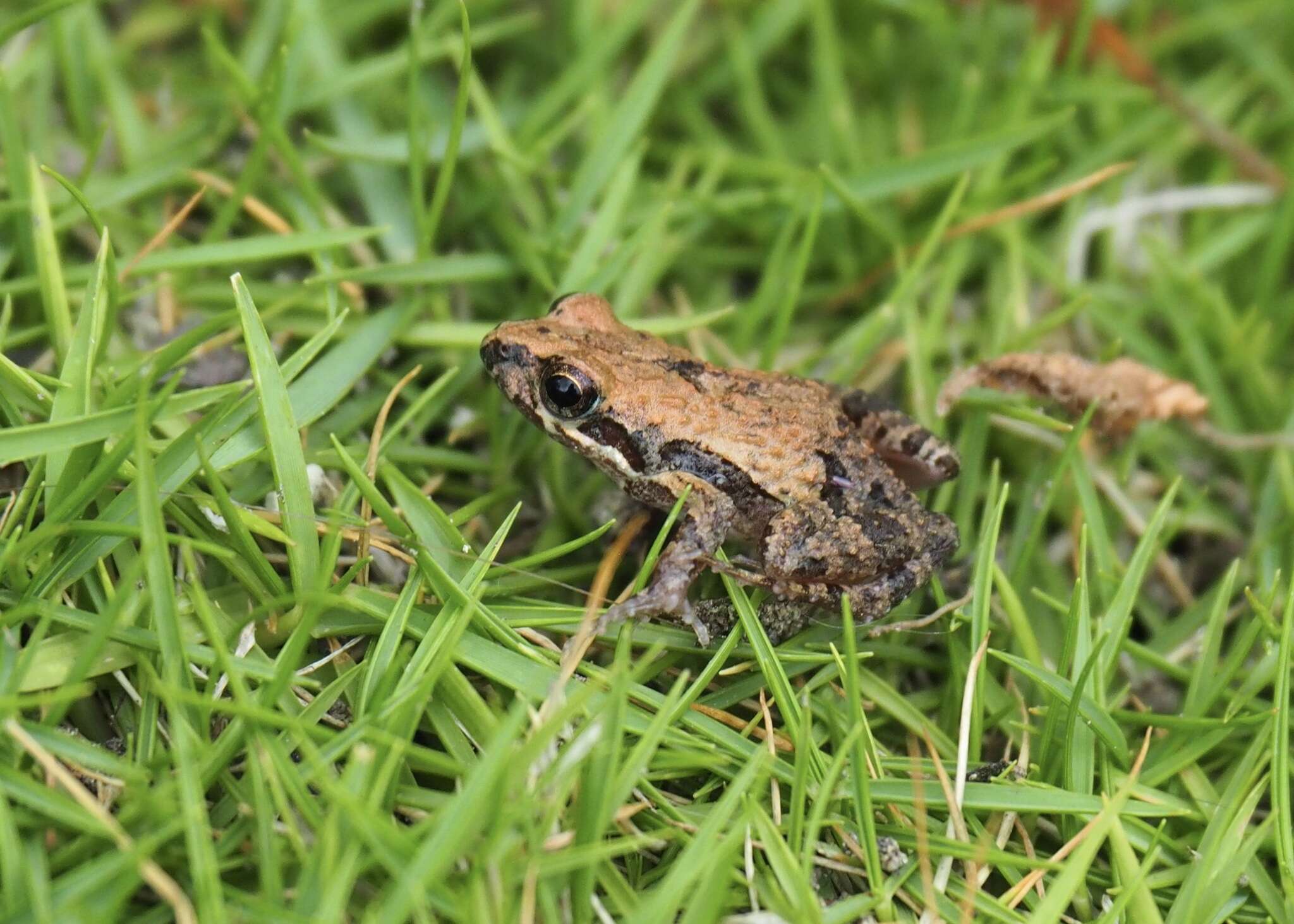 Image of Leptodactylus labrosus Jiménez de la Espada 1875