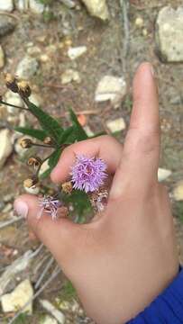 Image of Vernonia greggii A. Gray