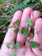 Plancia ëd Leptostigma setulosum (Hook. fil.) Fosberg