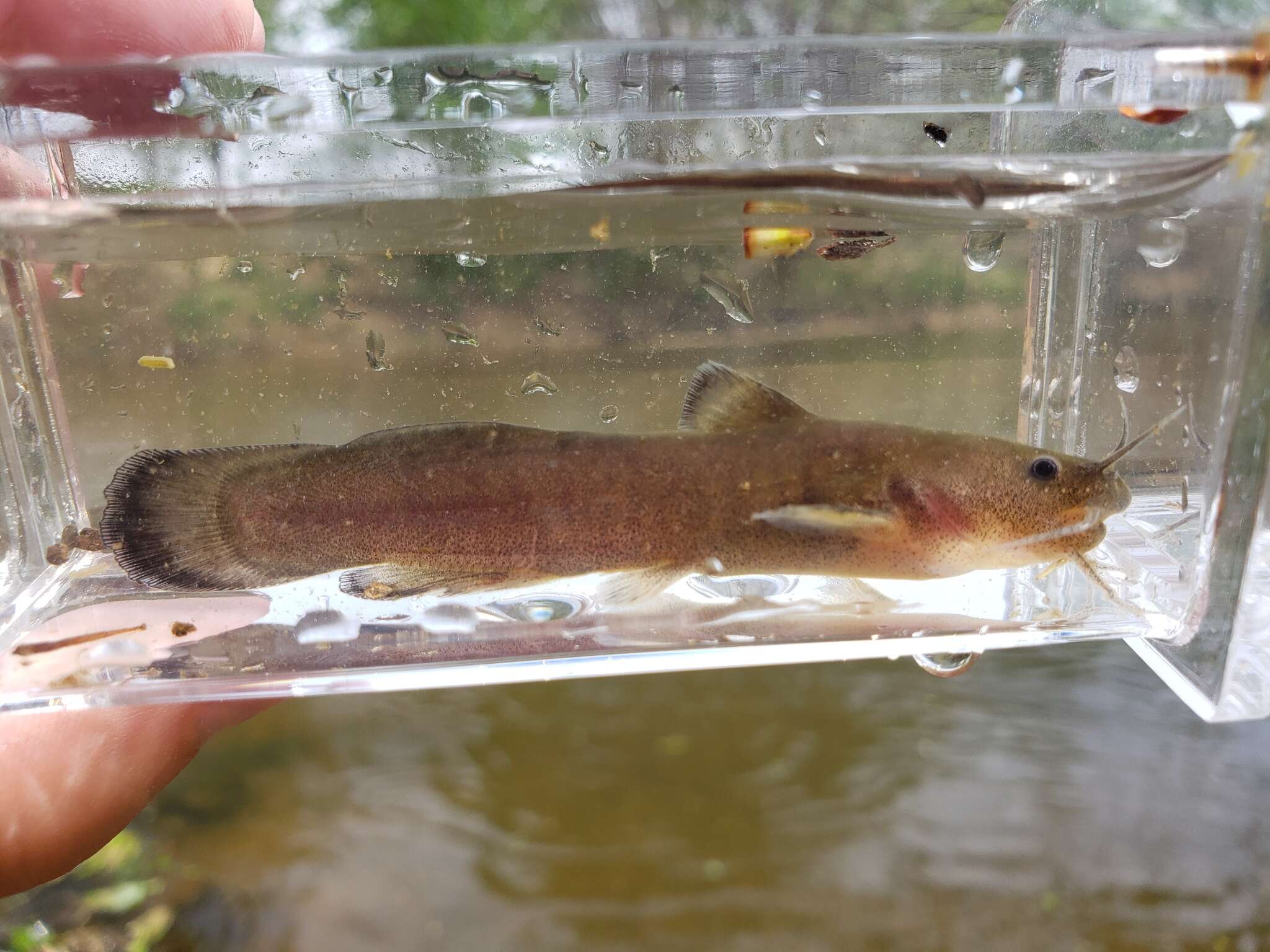 Image of Freckled madtom