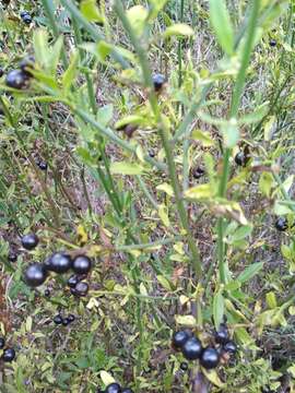 Image of Chrysojasminum fruticans (L.) Banfi