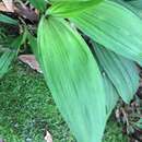 Image of Calanthe lyroglossa Rchb. fil.