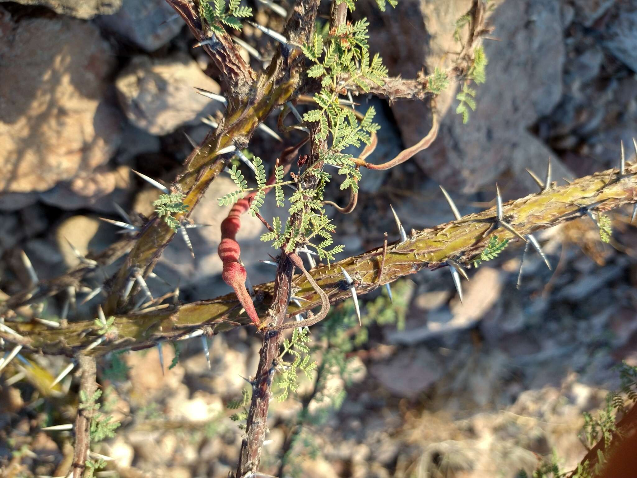 Image of Vachellia pacensis (Rudd & A. M. Carter) Seigler & Ebinger