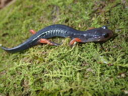 Image of Red-legged Salamander
