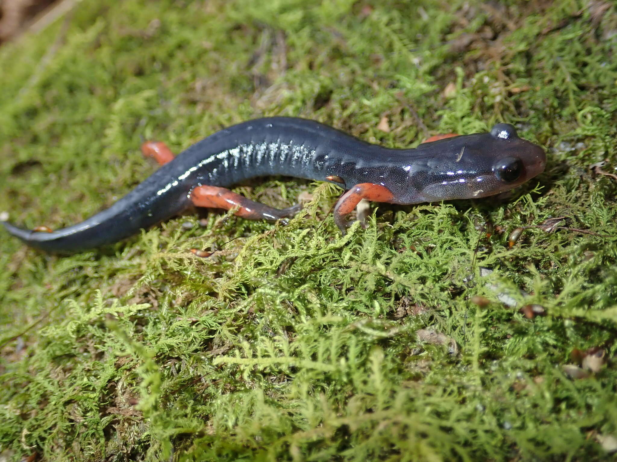 Image of Red-legged Salamander