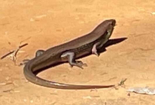 Image of Major Skink