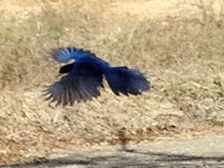 Image of Purplish-backed Jay