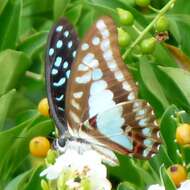 Graphium eurypylus (Linnaeus 1758) resmi