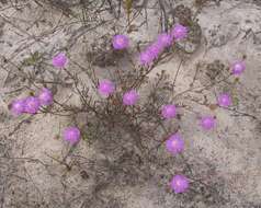 Image of Lampranthus leipoldtii (L. Bol.) L. Bol.