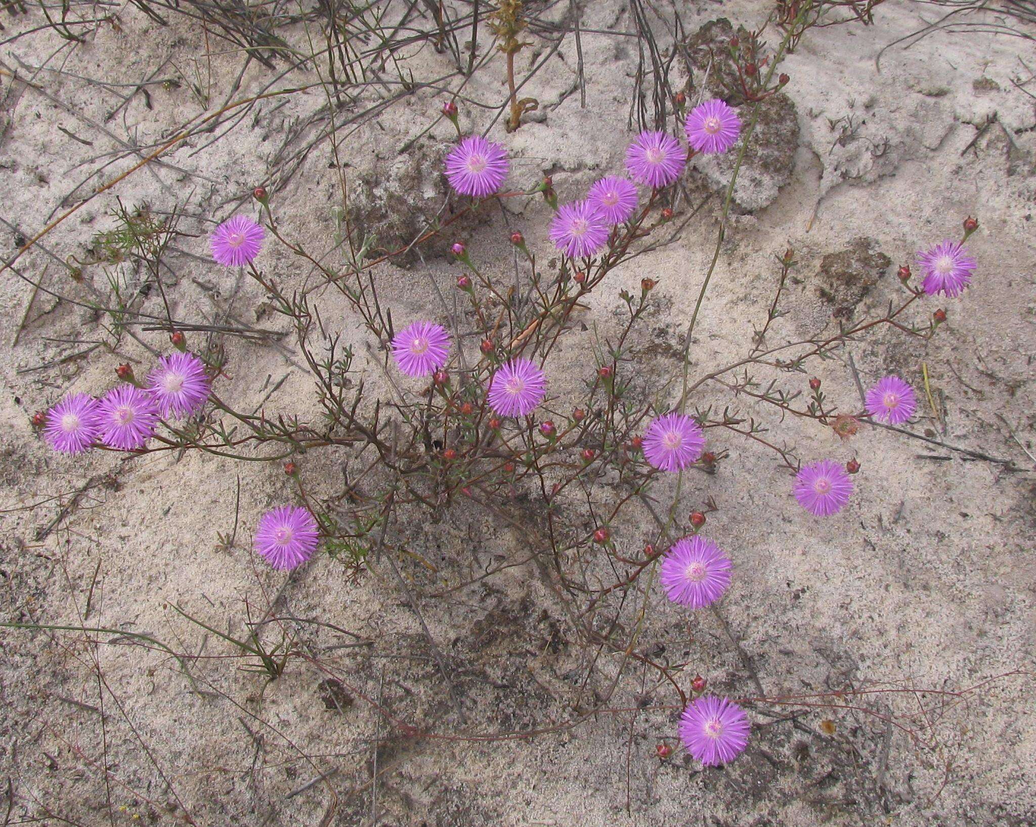 Image of Lampranthus leipoldtii (L. Bol.) L. Bol.