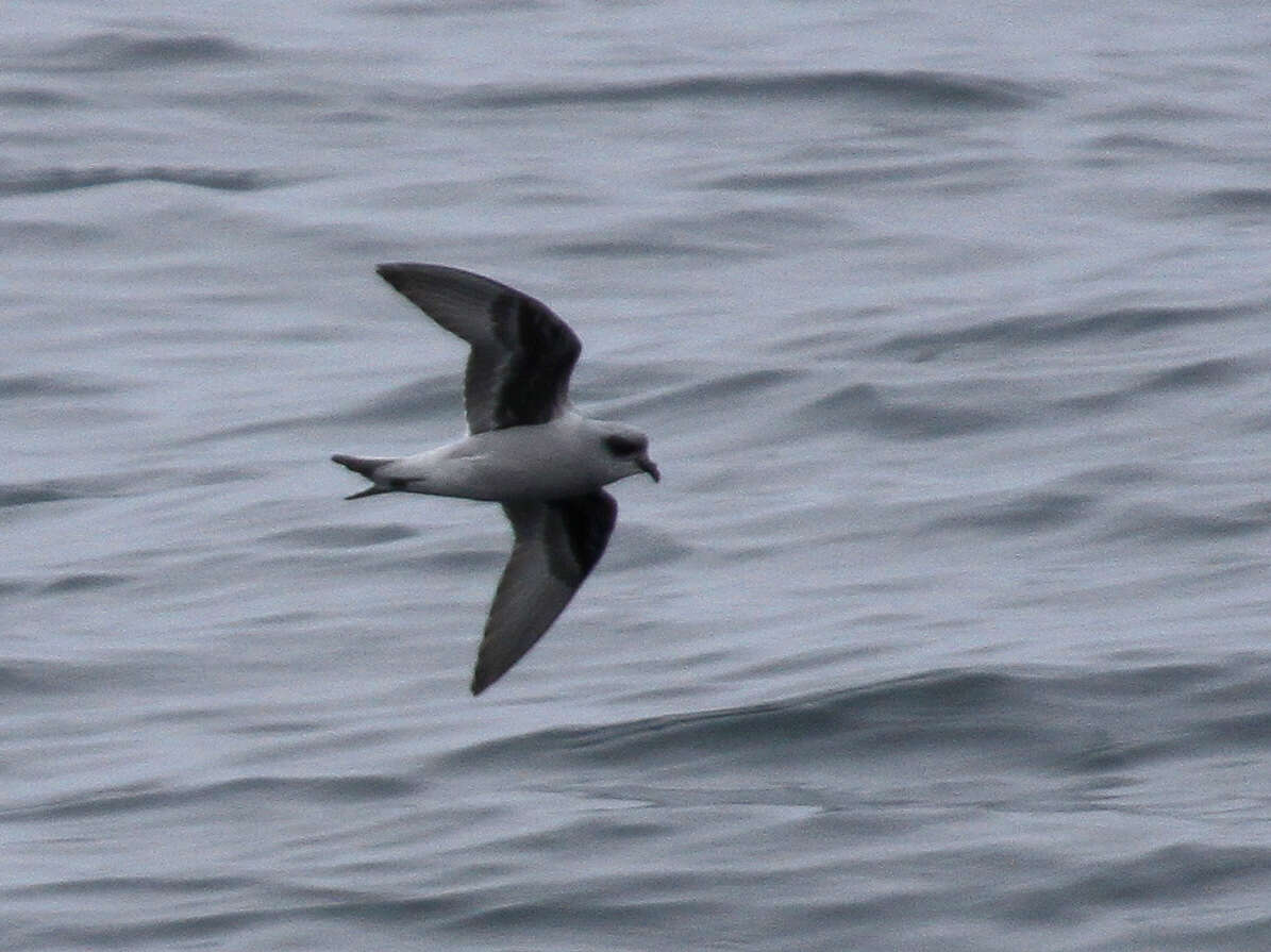 Image of fork-tailed storm-petrel