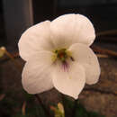 Sivun Viola chaerophylloides var. sieboldiana (Maxim.) Makino kuva
