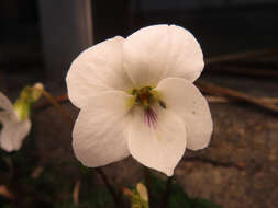 Image of Viola chaerophylloides var. sieboldiana (Maxim.) Makino