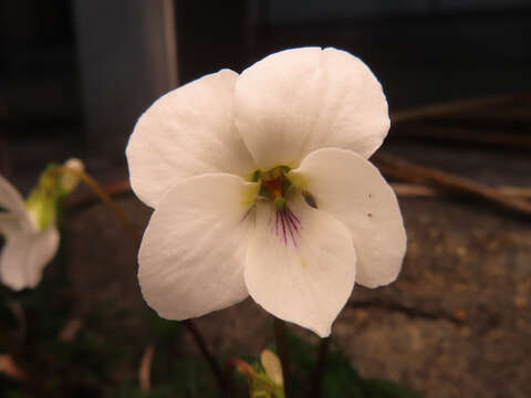 Imagem de Viola chaerophylloides var. sieboldiana (Maxim.) Makino