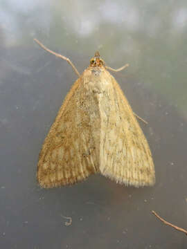 Image of Sitochroa Moth