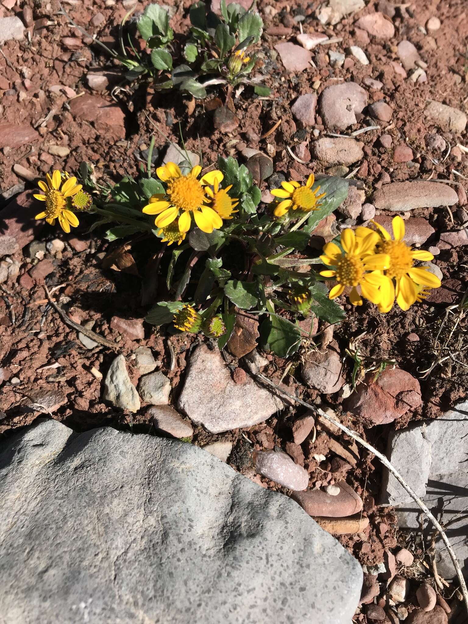 Image of hoary groundsel