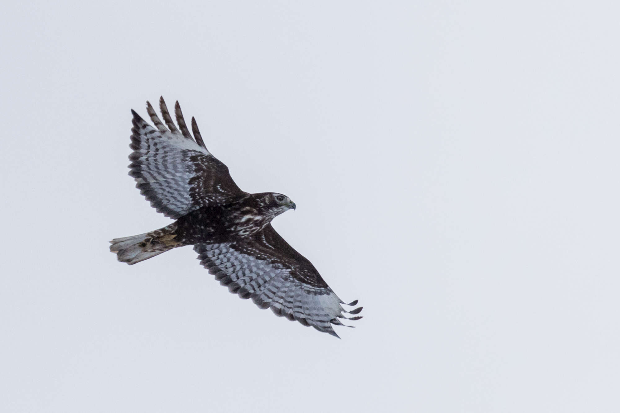 Image of Harlan's Hawk