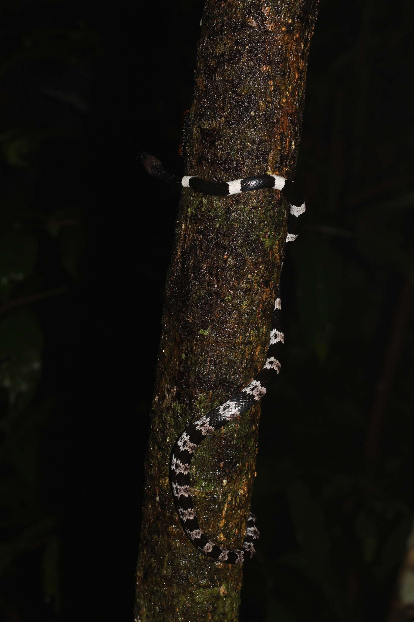 Image of Banded Wolf Snake