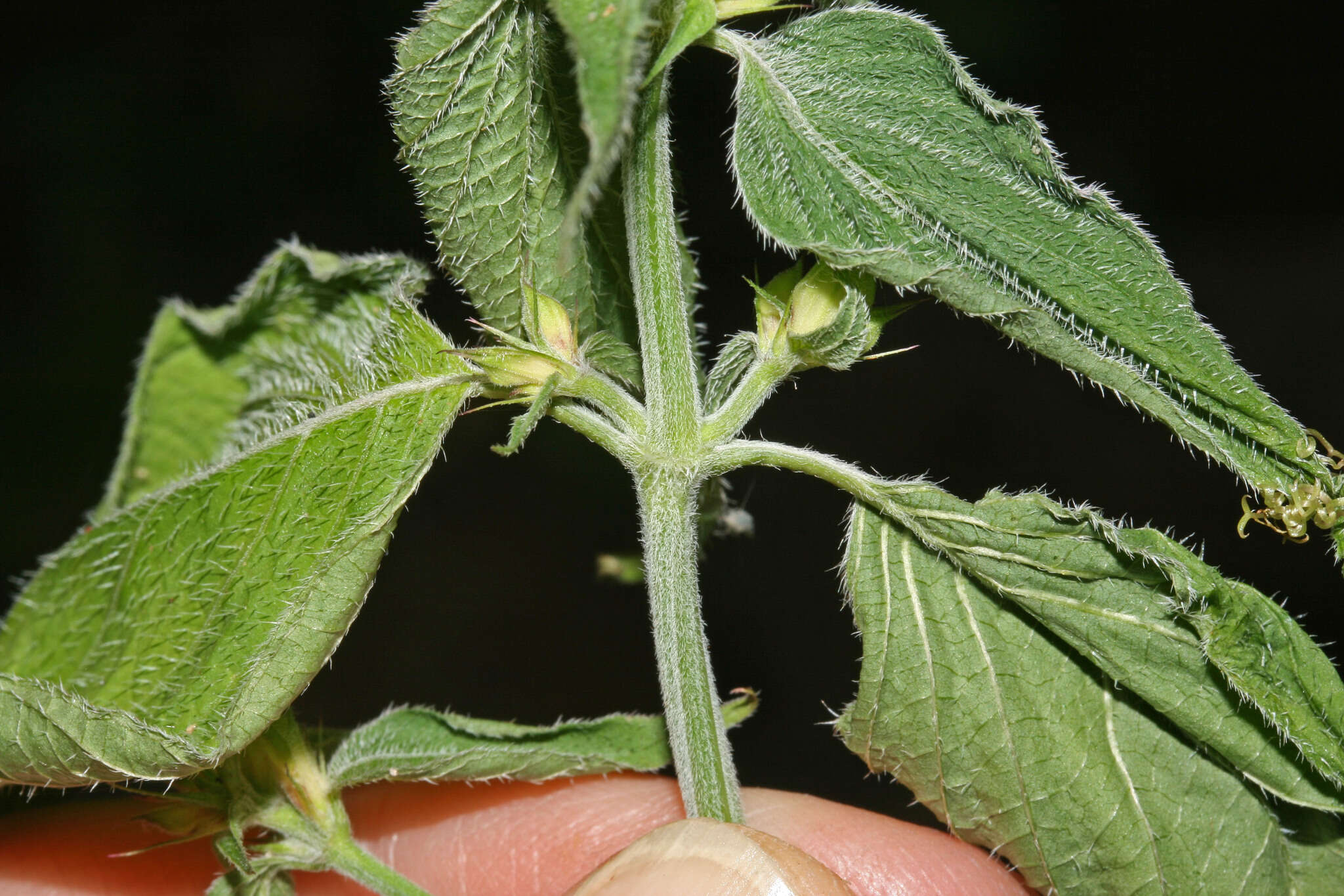 Imagem de Dicliptera peruviana (Lam.) Jussieu