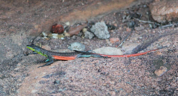 Image of Waterberg Flat Lizard