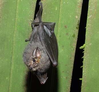 Image of Short-eared Bat