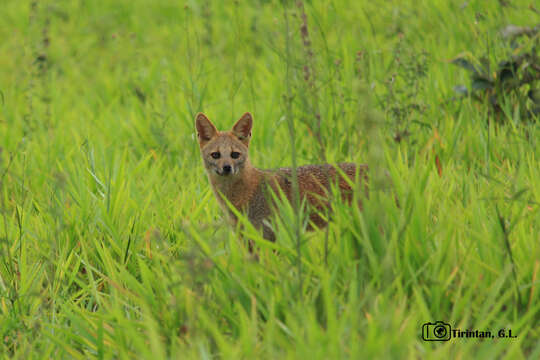 Image of Brasilian Fox