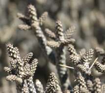 Image of branched pencil cholla