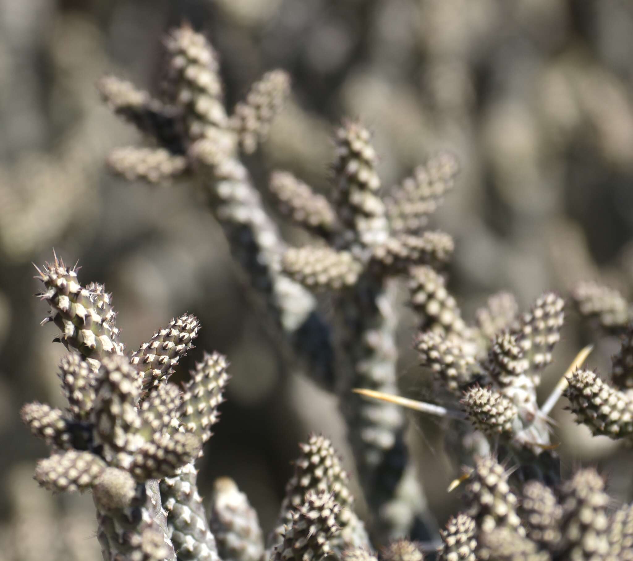 Imagem de Cylindropuntia ramosissima (Engelm.) F. M. Knuth