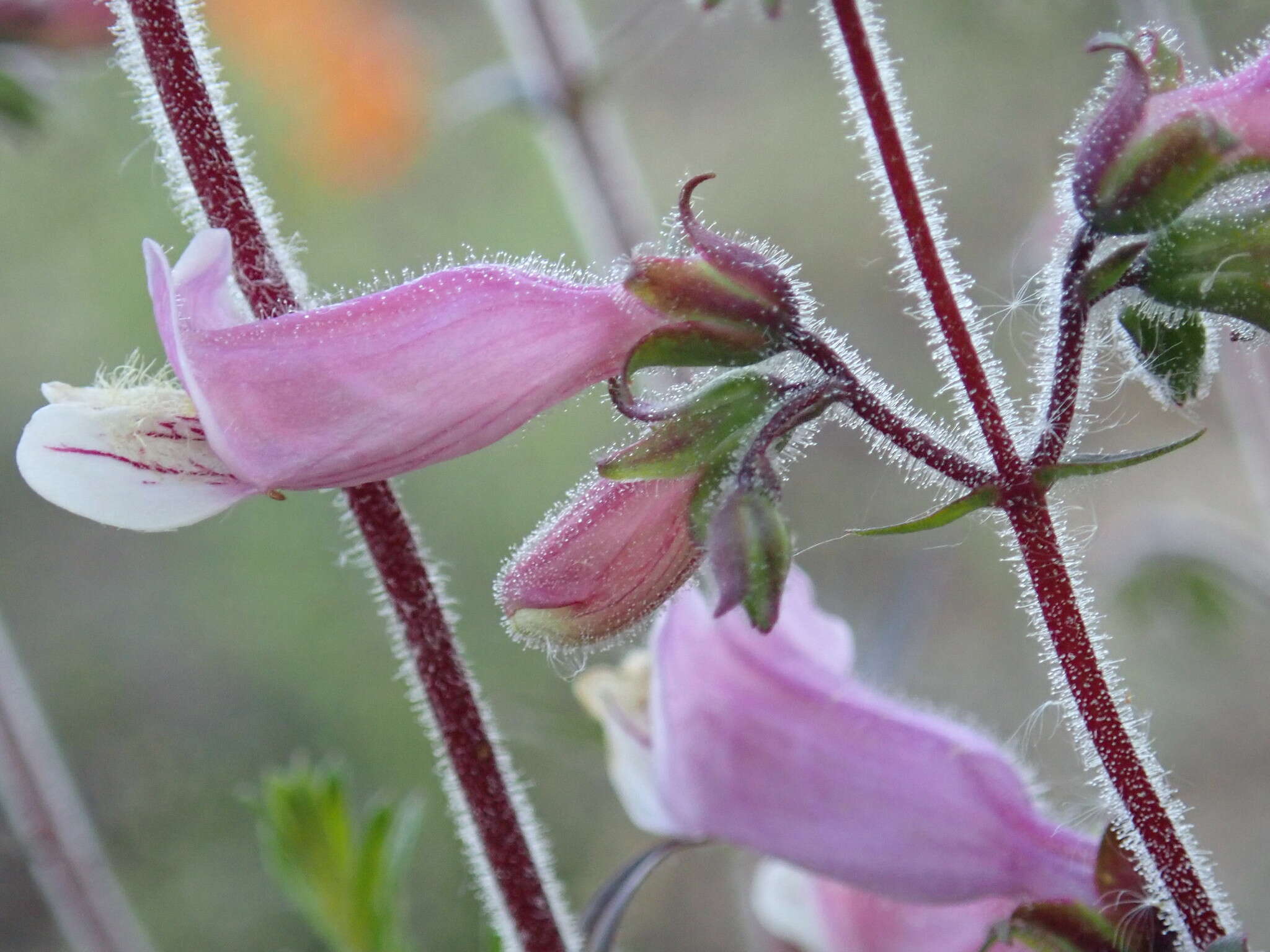 Image of slender beard-tongue