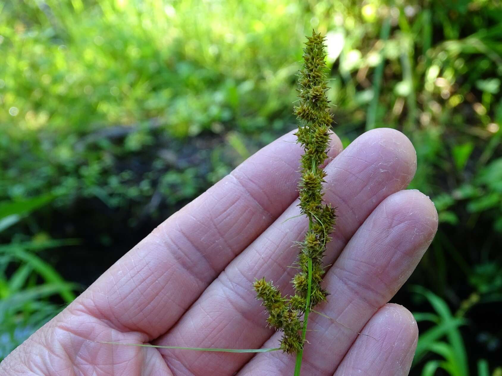 Image of Brown fox sedge