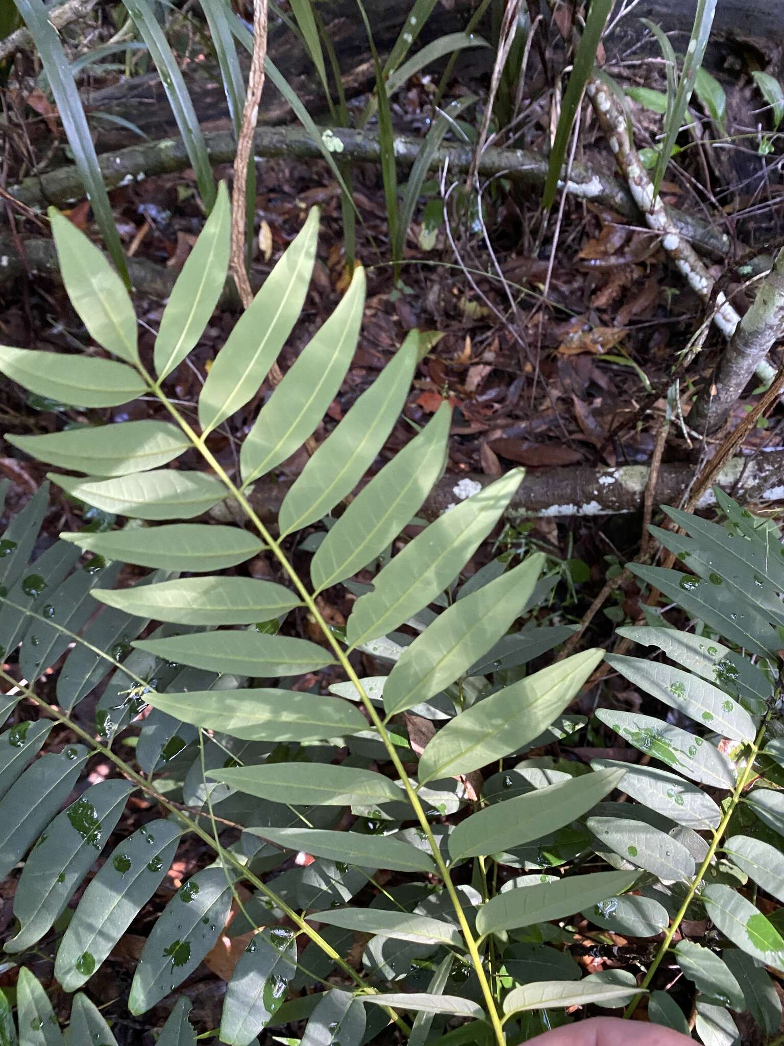 Image of Ailanthus triphysa (Dennst.) Alston