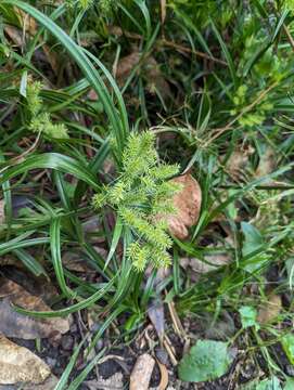 Cyperus meyenianus Kunth的圖片