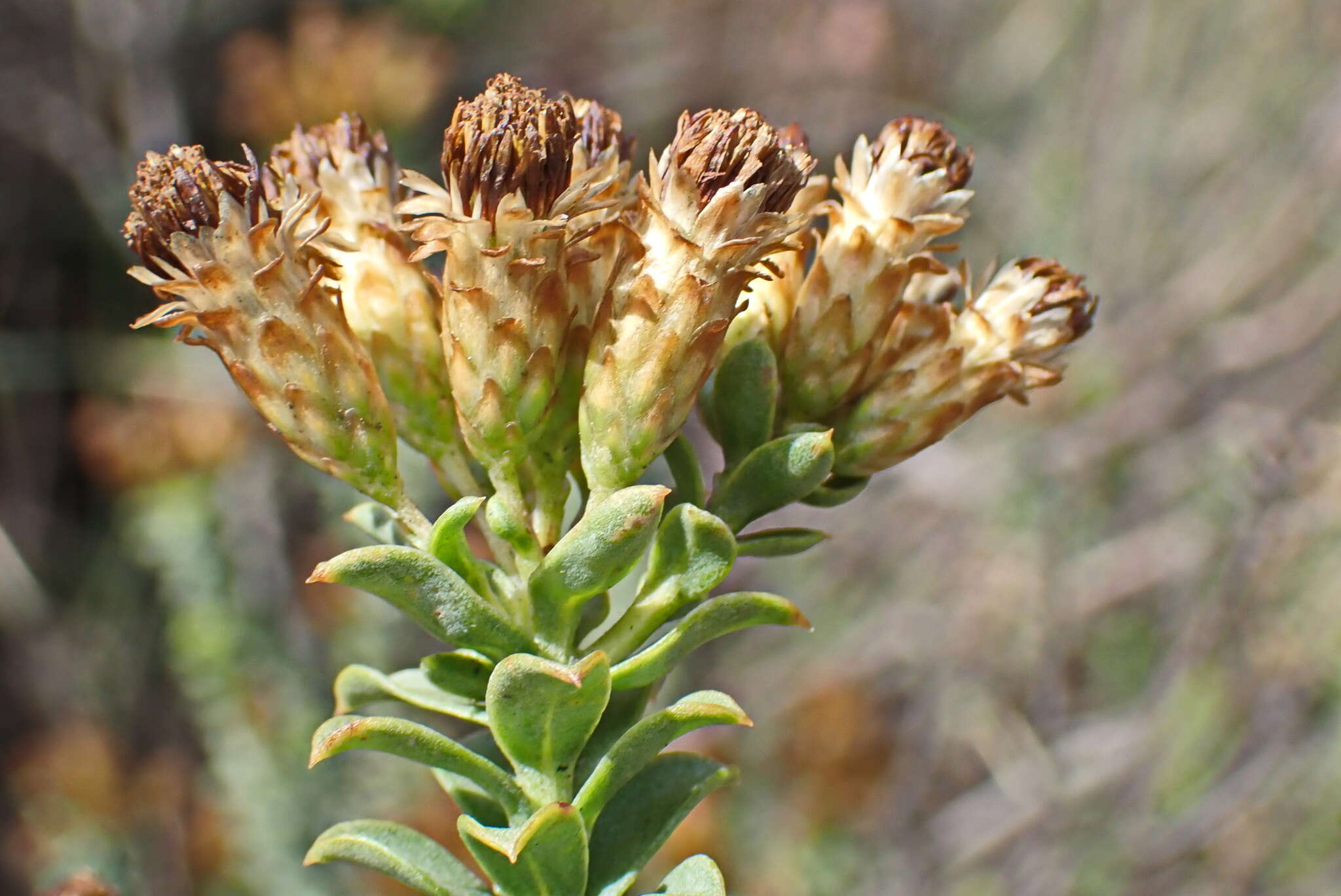 Image of Pteronia staehelinoides DC.