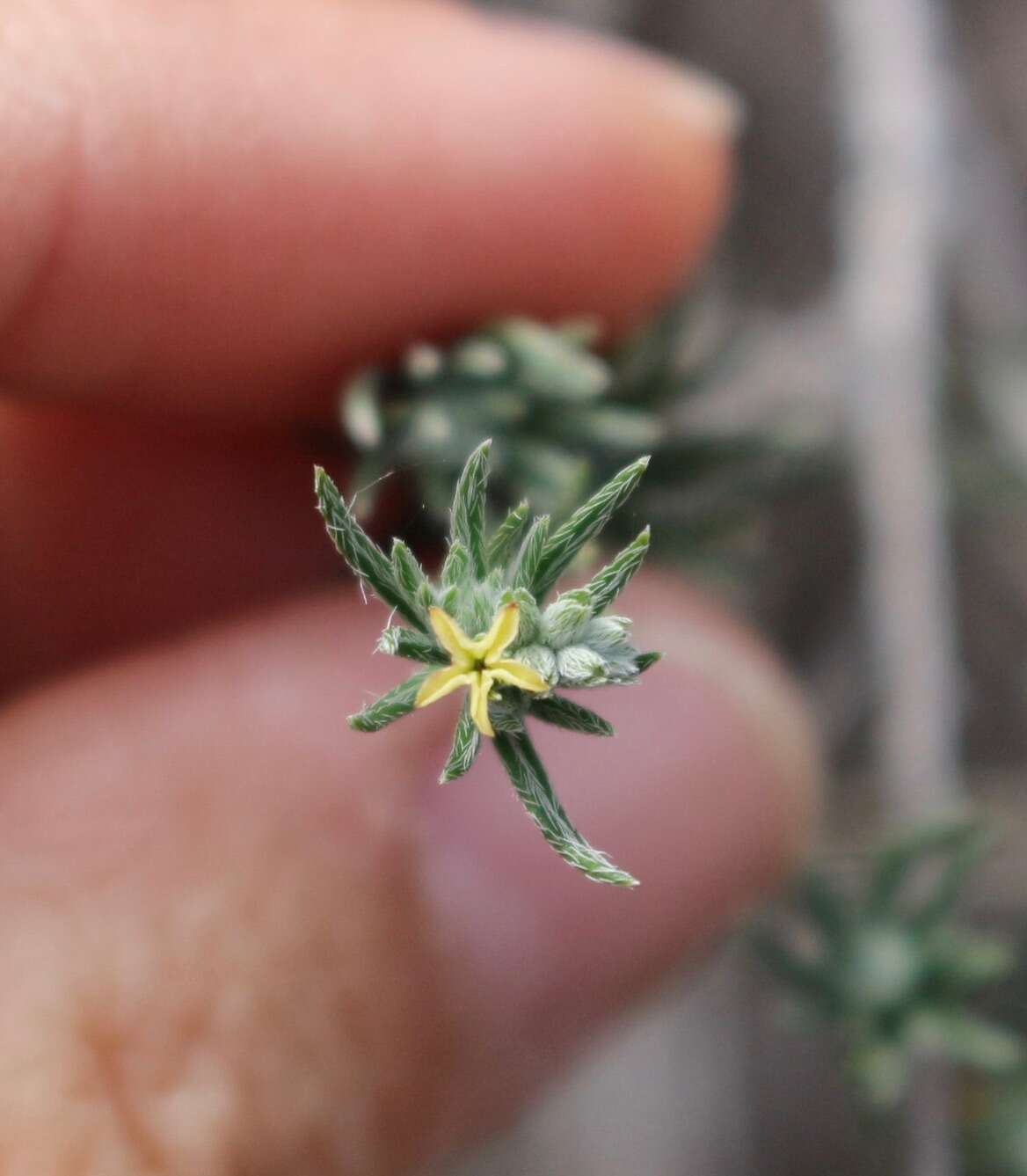 Image of slimleaf heliotrope