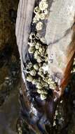 Image of Caribbean barnacle