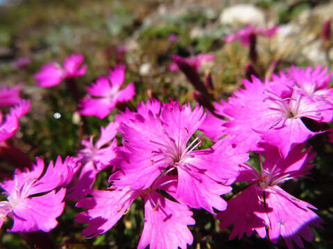 Слика од Dianthus vigoi M. Laínz