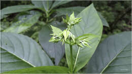 Image of Trichodesma calycosum var. formosanum (Matsum.) I. M. Johnst.