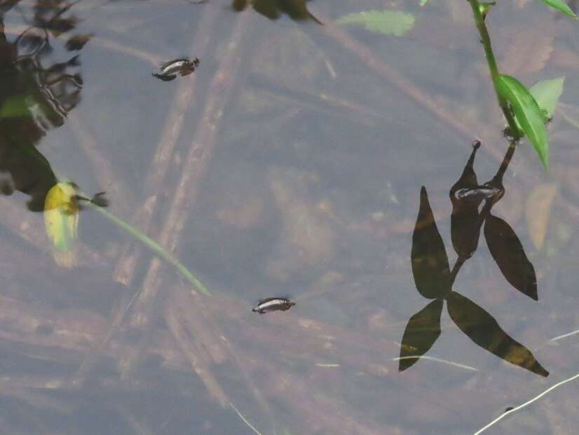 Image of Dineutus longimanus portoricensis Ochs 1924