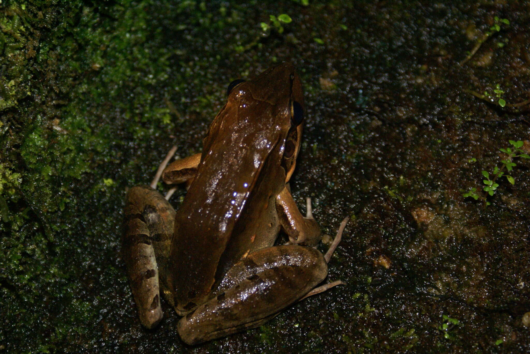 Image of Leptodactylus guianensis Heyer & de Sá 2011