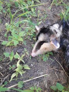 Image of Andean White-eared Opossum